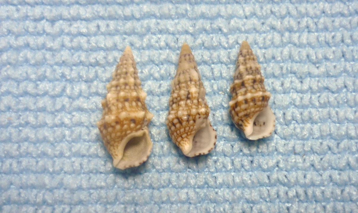 Cerithium renovatum forma pulchellum?